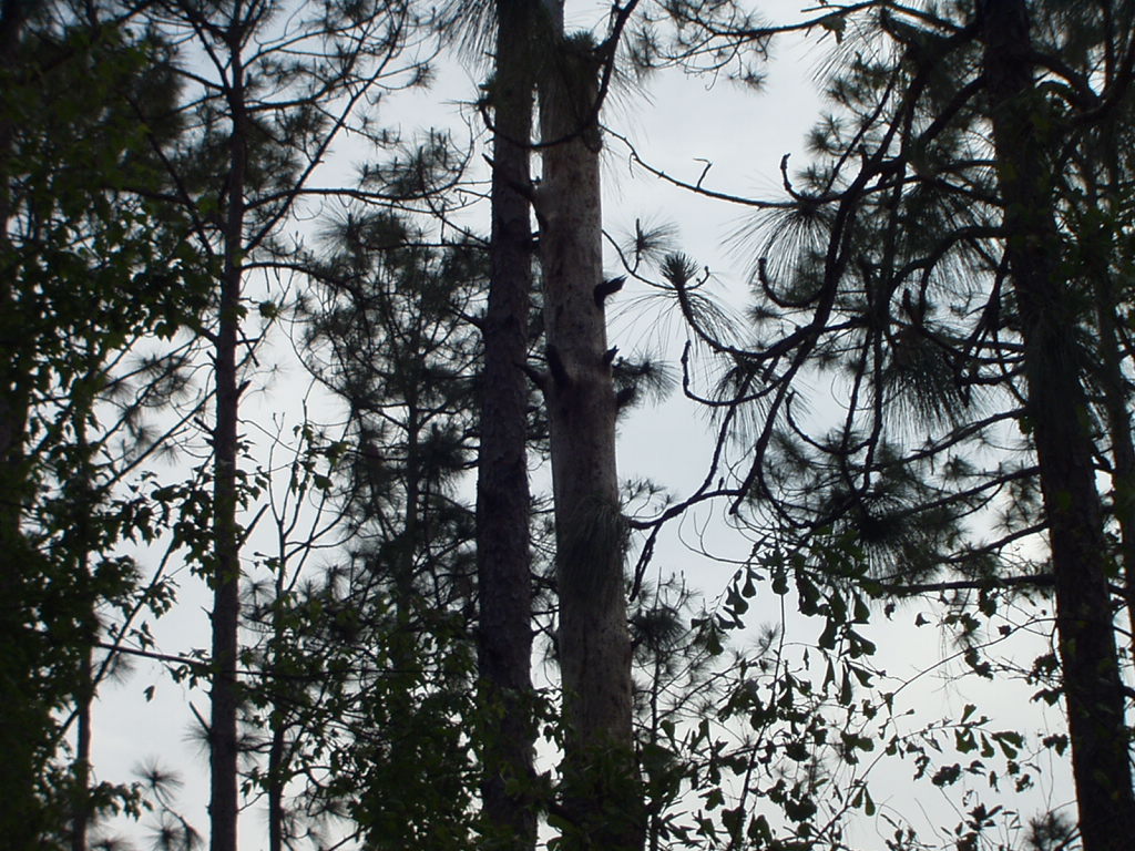 Pine Trees at Blackwater River State Park